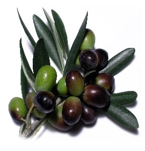 Brisighella, raccolta meccanizzata delle olive 